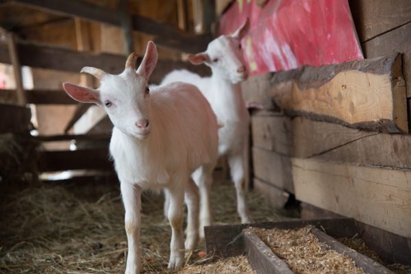 HURACLEAN Farmer PiP